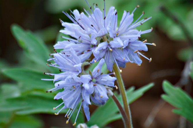 waterleaf