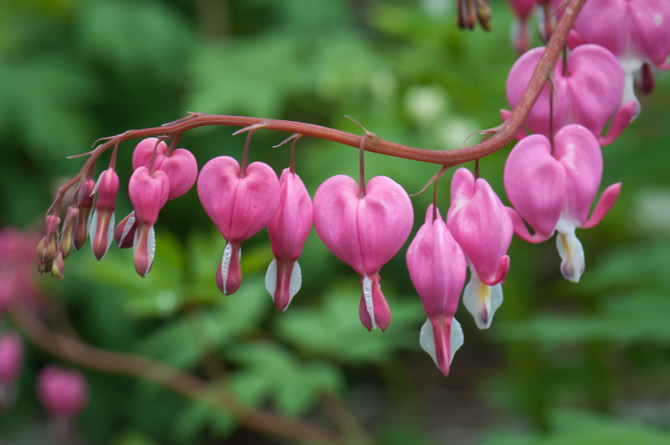 bleeding-hearts