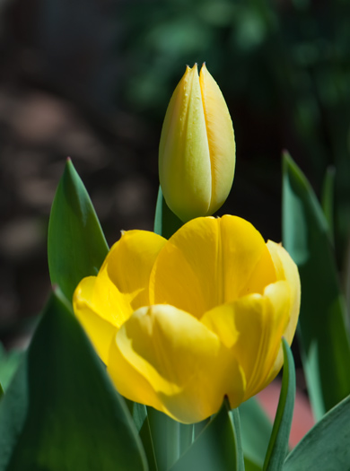 yellow-tulip