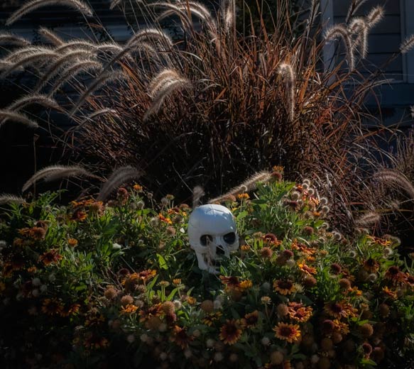 skull-flower