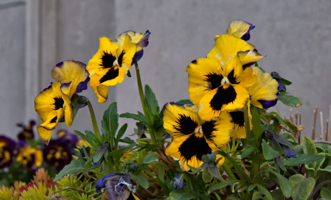 weathered-pansies