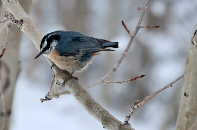 chickadee