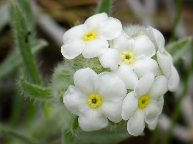 dwarf-cryptantha