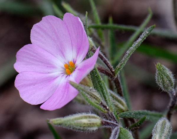 leafy-phlox