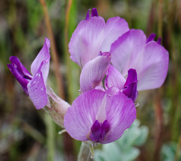 milkvetch