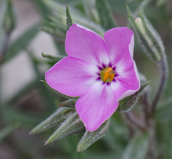 phlox