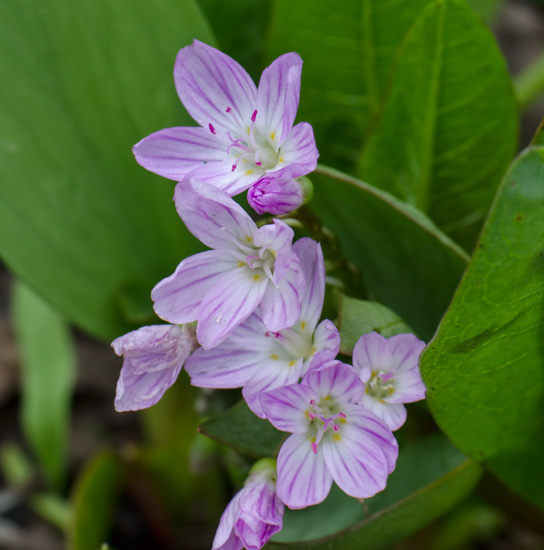 springbeauty