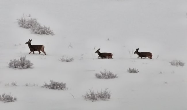 three-deer