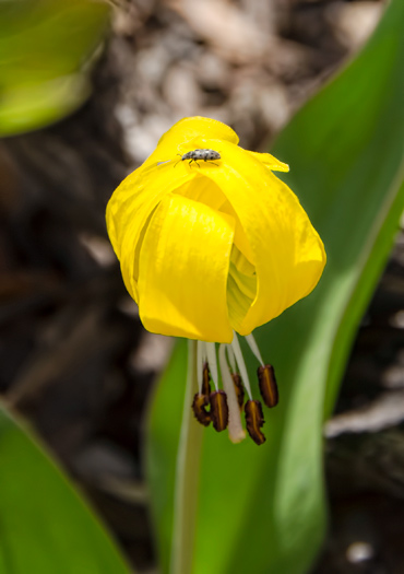 bug-lily