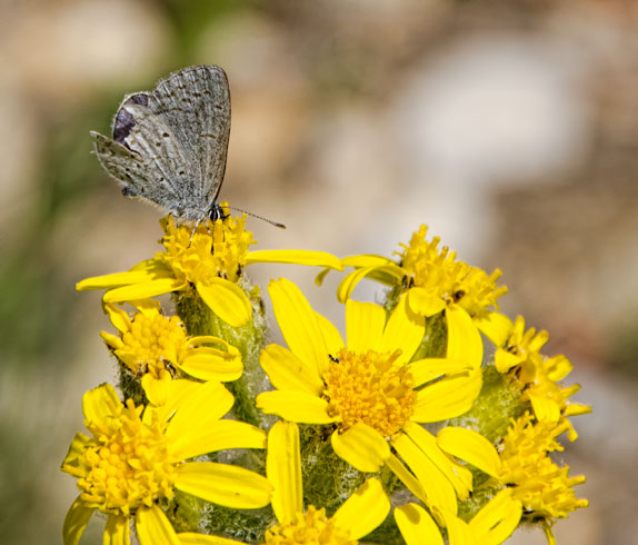 butterweed