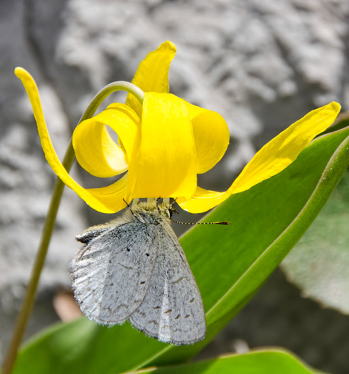 glacier-fly