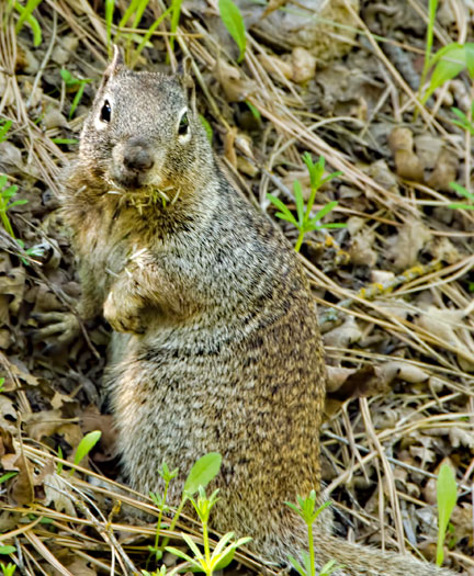 grey-squirrel