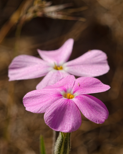 phlox