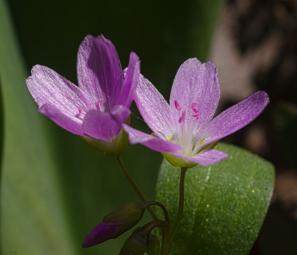 spring-beauty