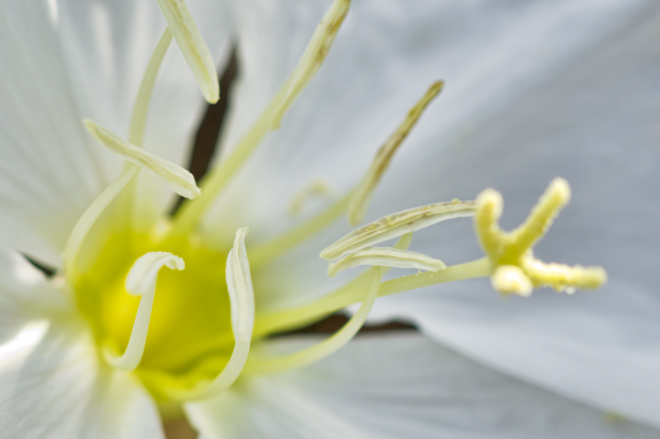 stamen