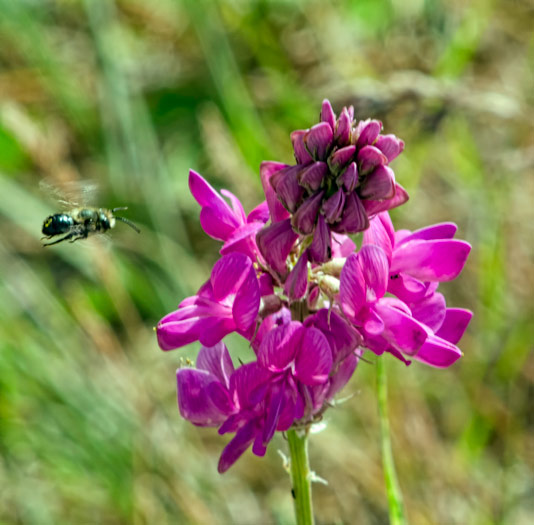 sweetvetch