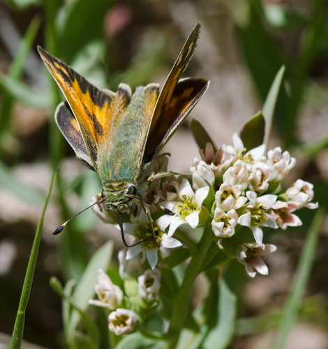 skipper