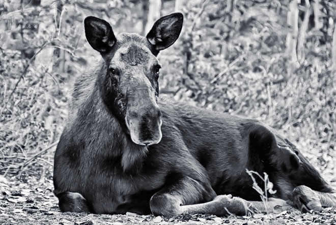 bw-moose