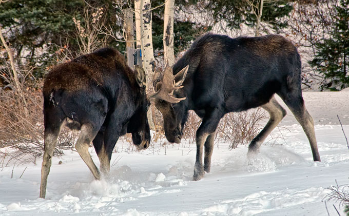 two-moose