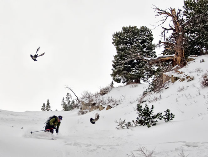 grouse-hunting