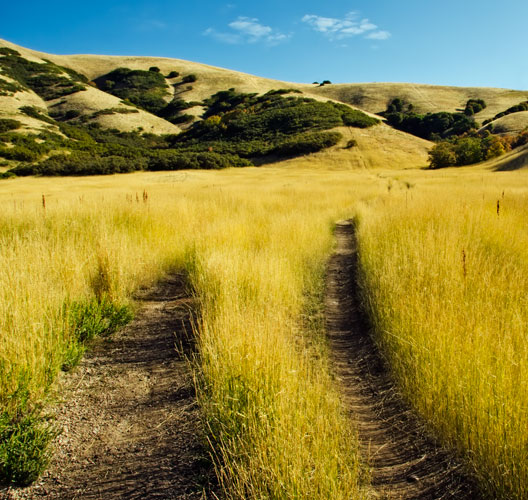 cheatgrass