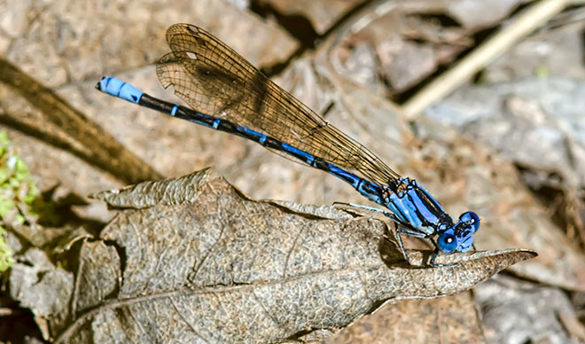 blue-damsel