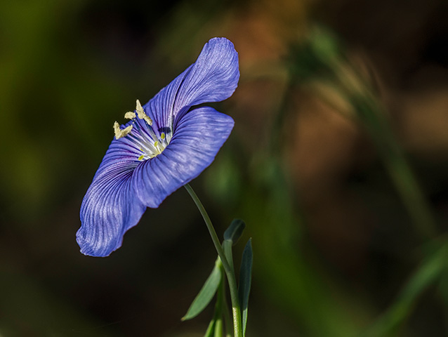 blue-flax