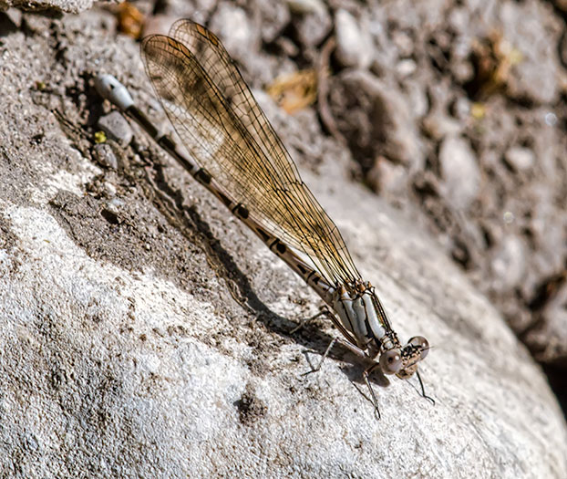 grey-damsel