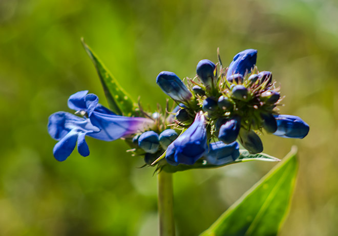 penstemon