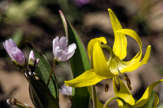 spring-lily