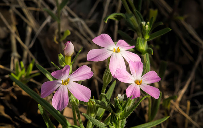 three-phlox