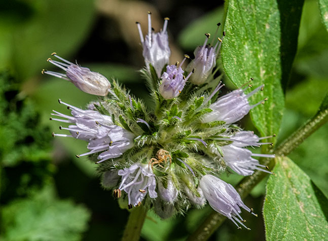 waterleaf