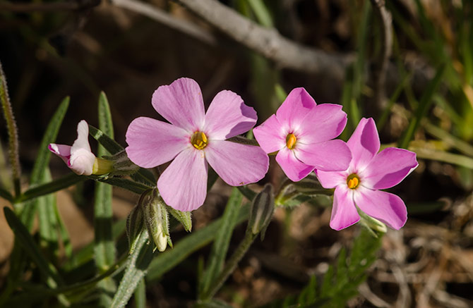 carpet-phlox