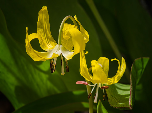 glacier-lilies