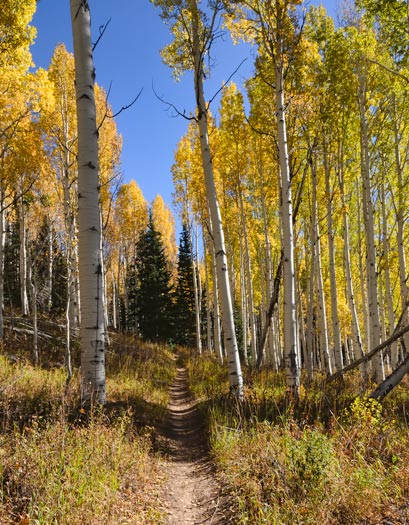 aspen-trail