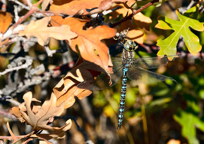 blu-darner