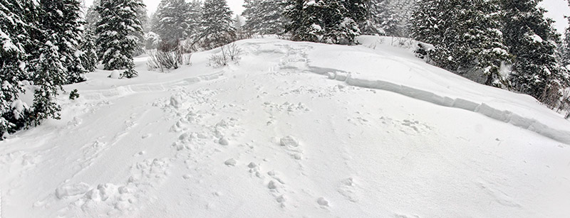 tree-bomb-slide