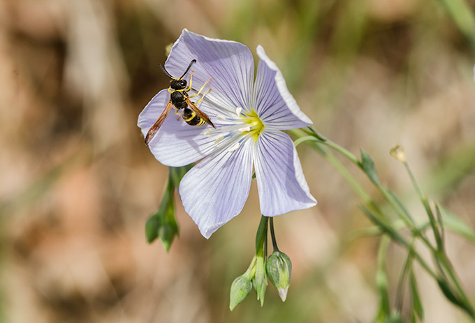 flax-hornet