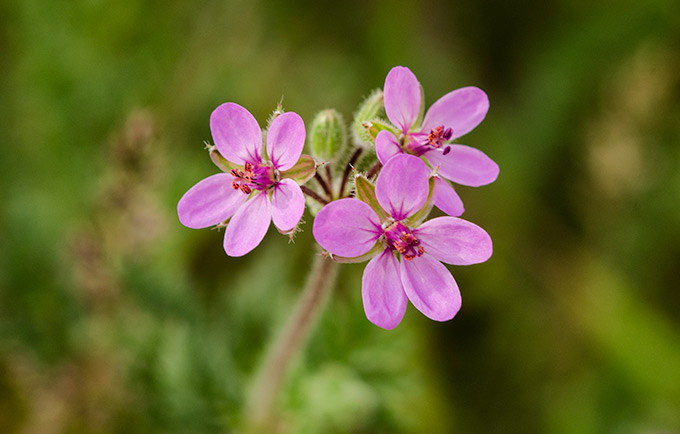 lil-beauties