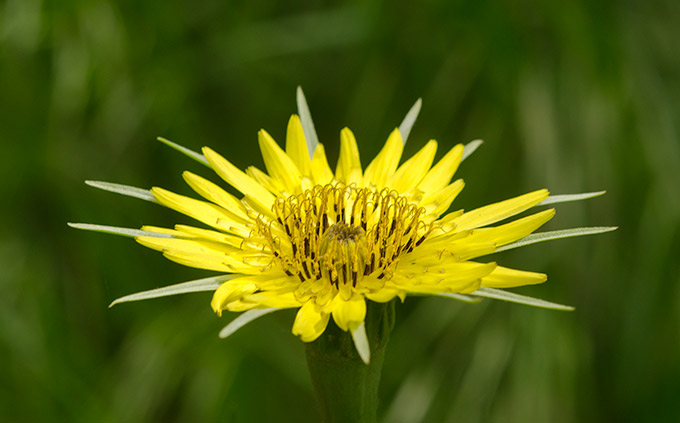 salsify