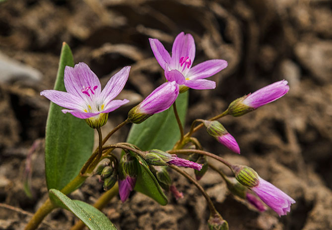 colored-beauties