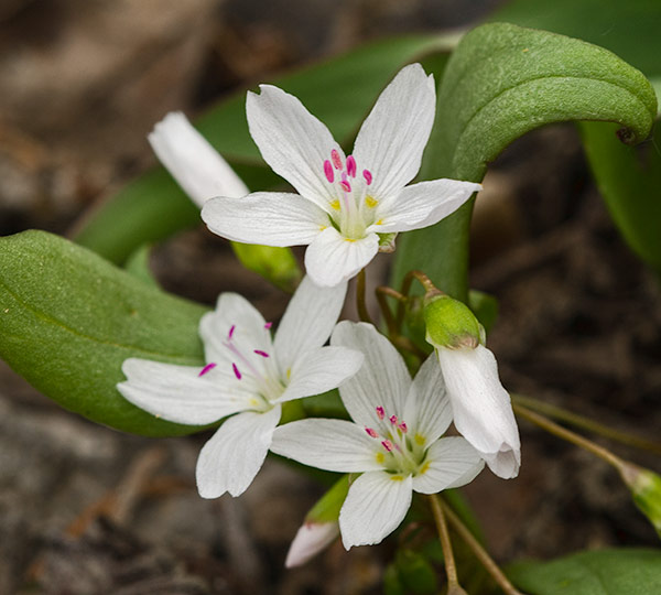 spring-beauty