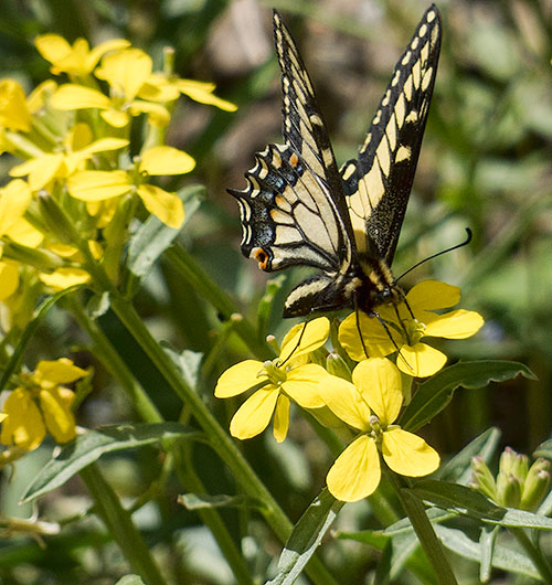 swallowtail