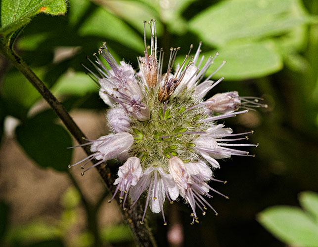 waterleaf