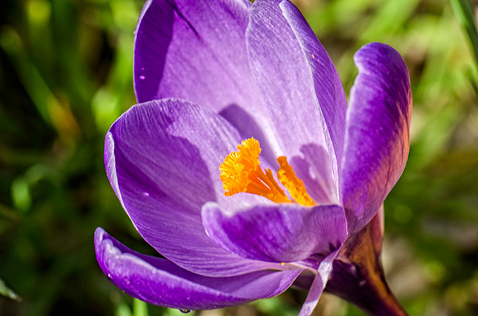 crocus