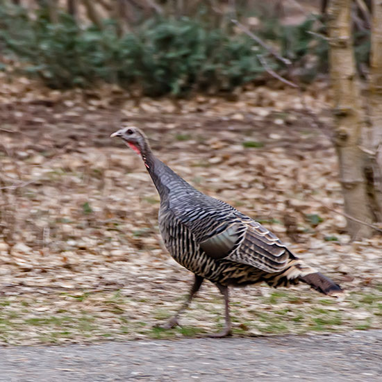 wild-turkey