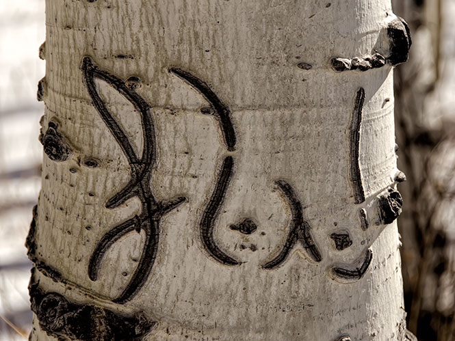 tree-sign