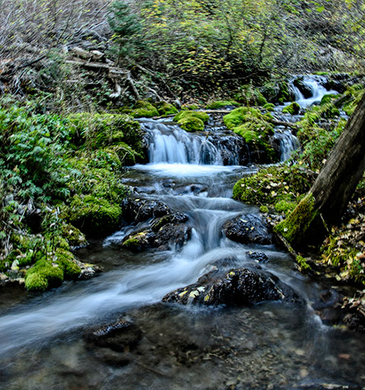 porter-creek