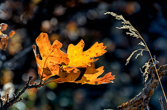 barley-leaf