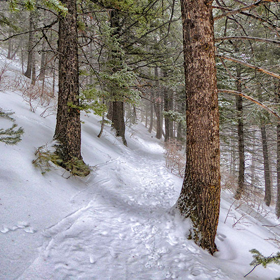 fir-trail